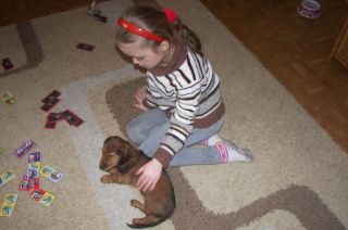 Jamnik d�ugow�osy NAILA